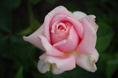 выращивание чайно гибридных роз