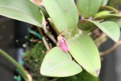 мучнистый червец на орхидее как избавиться