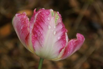 розовые тюльпаны сорта