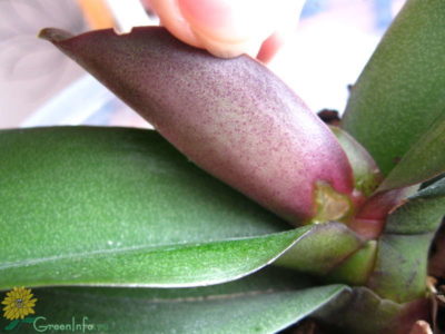 мучнистый червец на орхидее как избавиться