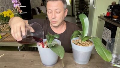 какой водой поливать орхидею
