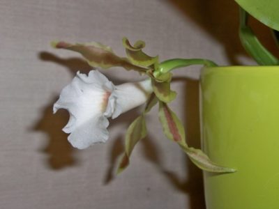 уход за орхидеей во время цветения