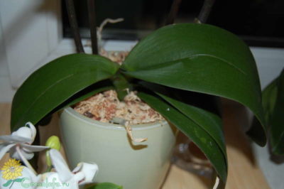орхидея дендробиум желтеют листья