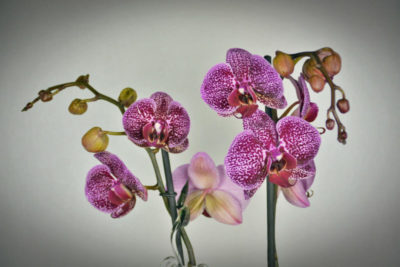 фиолетовая орхидея фаленопсис