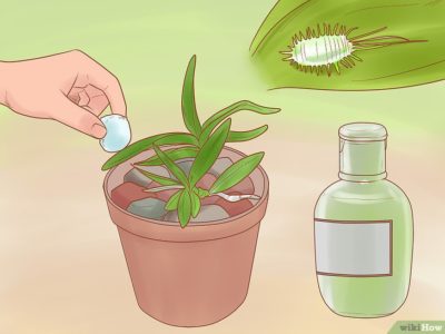 как выращивать орхидеи в домашних условиях