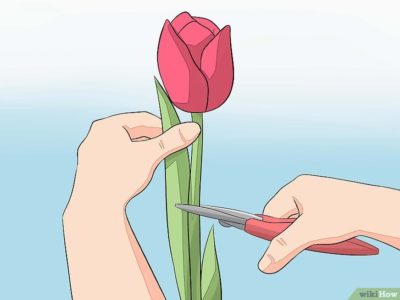 как посадить цветущий тюльпан с луковицей