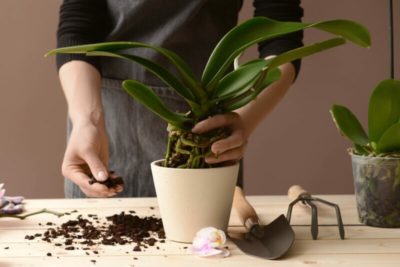 как ухаживать за орхидеями в домашних условиях в горшке