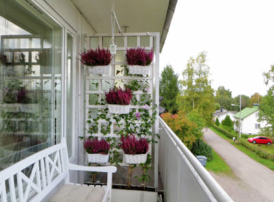 петунии на балконе