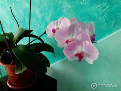 янтарная кислота для орхидей как применять