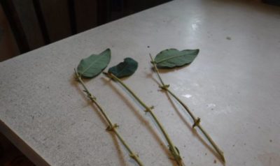 размножение вьющейся розы черенками