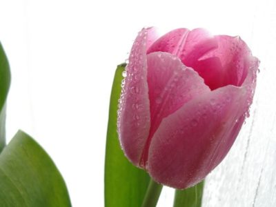 розовые тюльпаны сорта