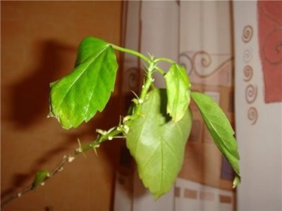 почему сохнут листья у комнатных растений