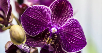 фиолетовая орхидея фаленопсис