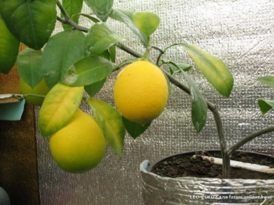 лимонное дерево в домашних условиях уход