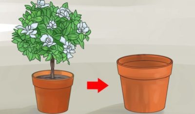 как правильно сажать цветы