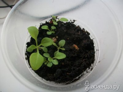 алиссум выращивание из семян