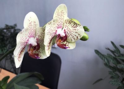 орхидея брассия уход