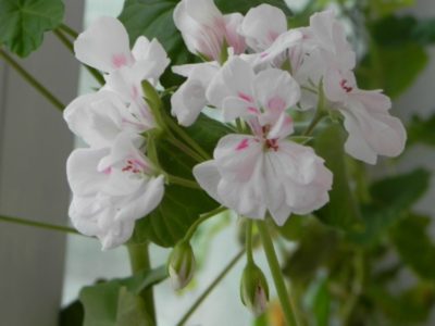 westdale appleblossom пеларгония