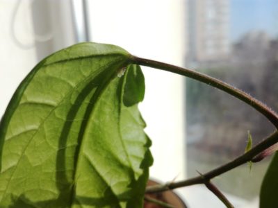 почему сохнут листья у комнатных растений