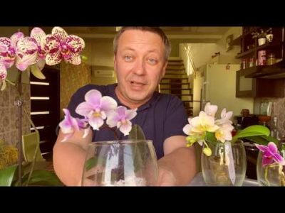 как выбрать орхидею при покупке