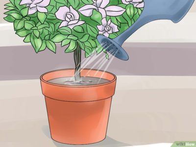 как правильно поливать цветы