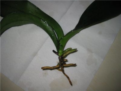 можно ли обрезать воздушные корни у орхидеи