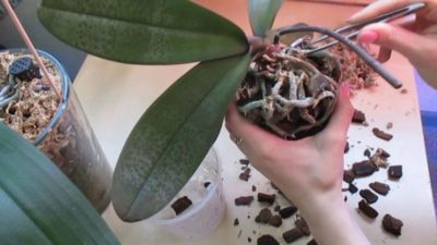как заставить зацвести орхидею
