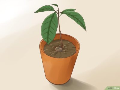 выращивание авокадо в домашних условиях
