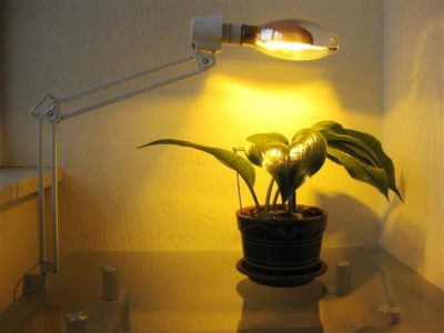 какой свет нужен растениям