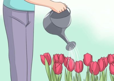 почва для посадки тюльпанов