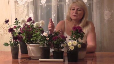 как сохранить хризантемы зимой в подвале