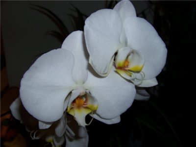 как ухаживать за орхидеей фаленопсис